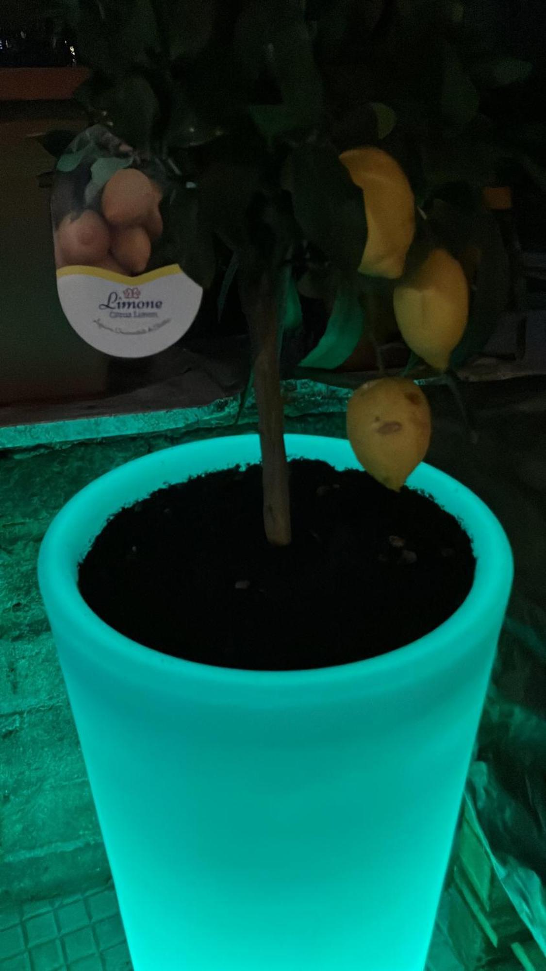 The Green House 로마 외부 사진